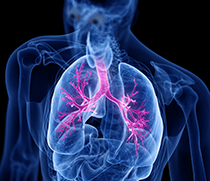 3D-Illustration der Lunge und Bronchien